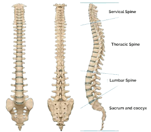 Spine Specialist in Pune, Spine Surgeon Pune, Spine Treatment in Pune